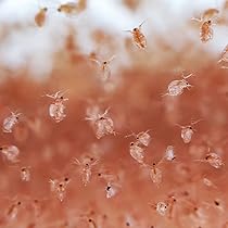 Amazon.co.jp: フィッシュネット 5本入 水槽 ミジンコ バクテリア 取り